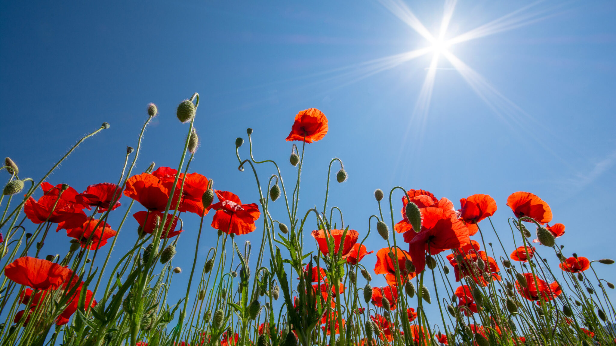 ANM iunie prognoza meteo vremea